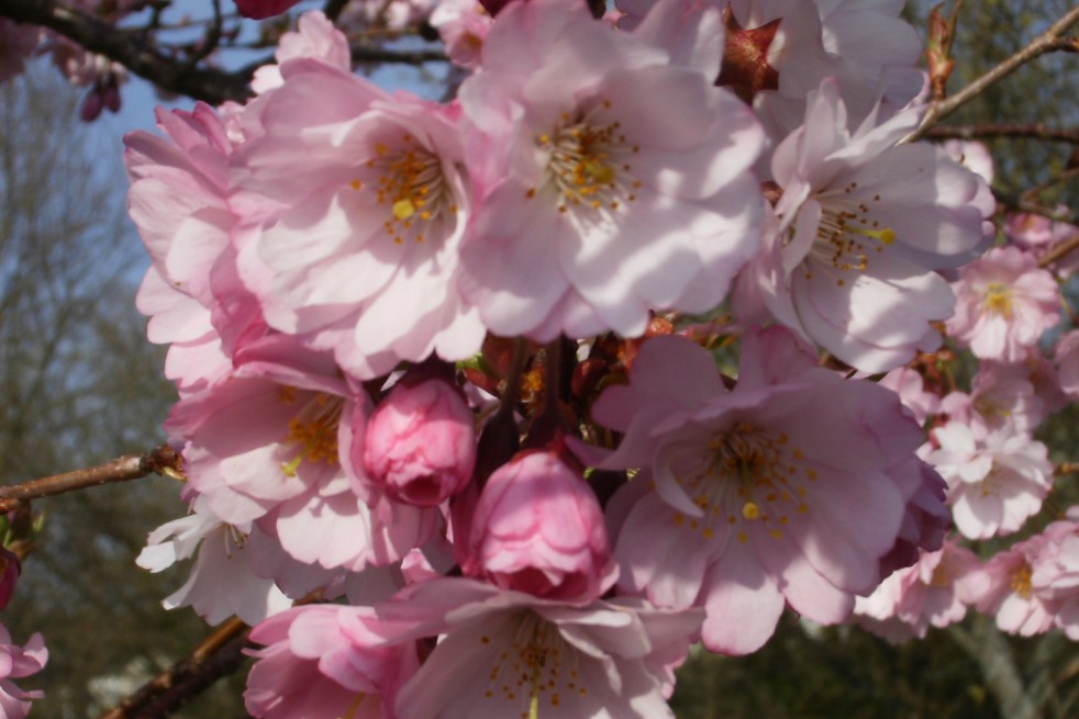 Cherry Blossom Accolade