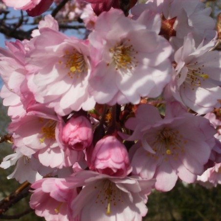 Cerisier à fleurs du Japon Accolade