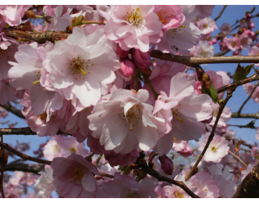 Cerisier à fleurs du Japon Accolade