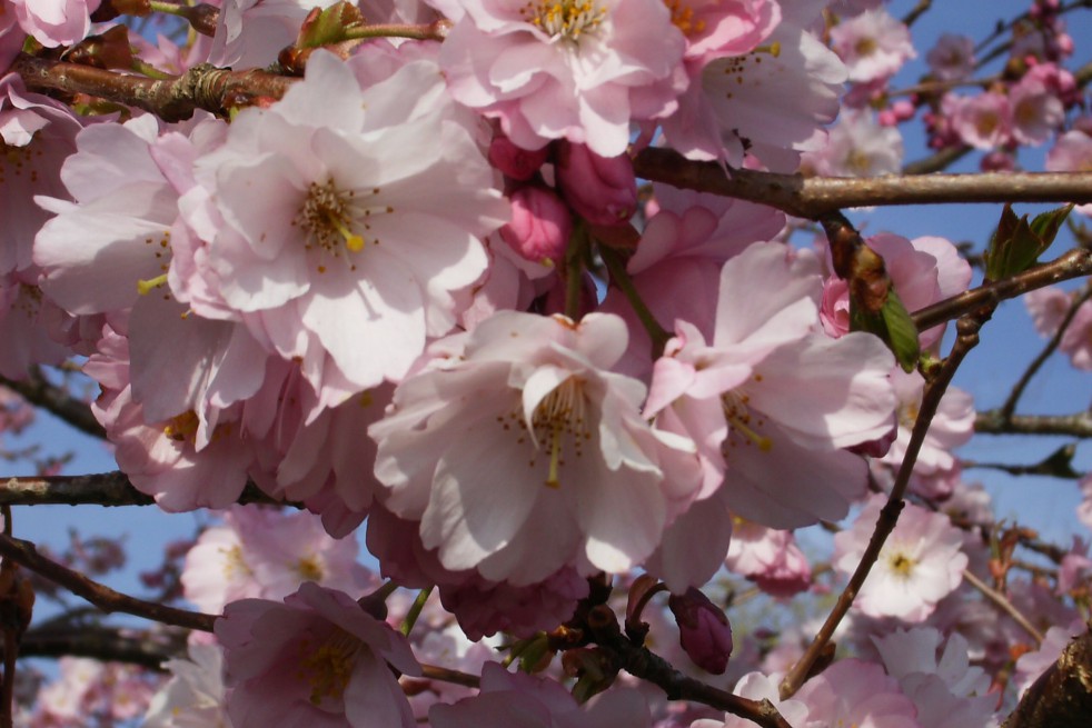 Cherry Blossom Accolade