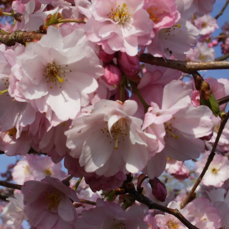 Cerisier à fleurs du Japon Accolade