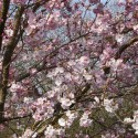 Cherry Blossom Accolade