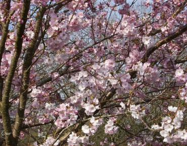 Cerisier à fleurs du Japon Accolade