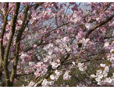 Cerisier à fleurs du Japon Accolade