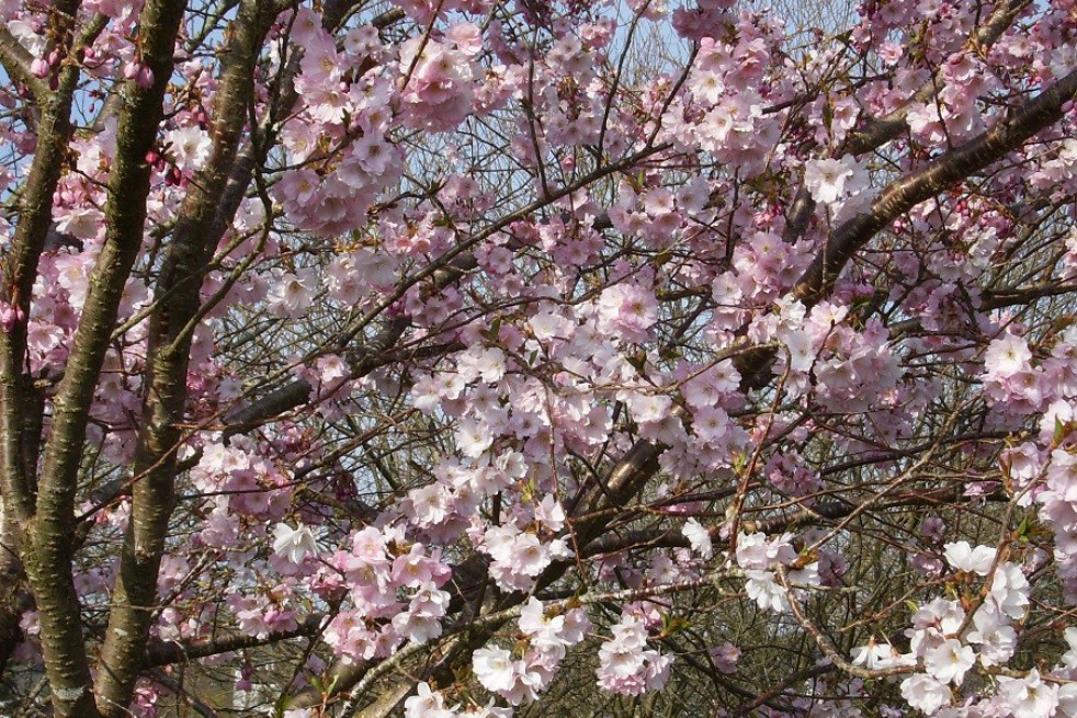 Cherry Blossom Accolade