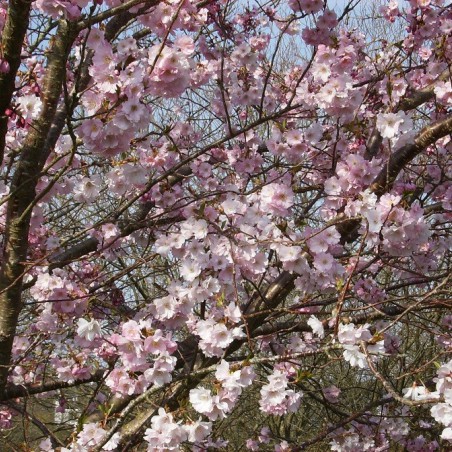 Cerisier à fleurs du Japon Accolade