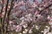 Cerisier à fleurs du Japon Accolade