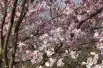 Cerisier à fleurs du Japon Accolade