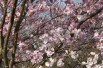 Cherry Blossom Accolade