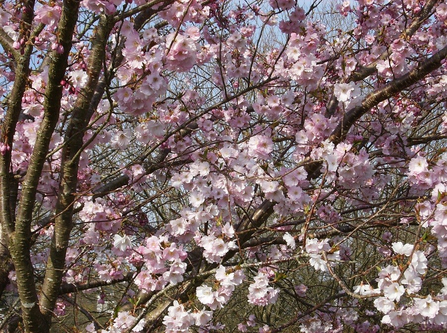 Cherry Blossom Accolade