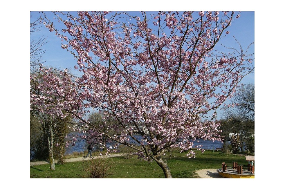 Cherry Blossom Accolade