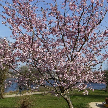 Cherry Blossom Accolade