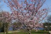 Cherry Blossom Accolade