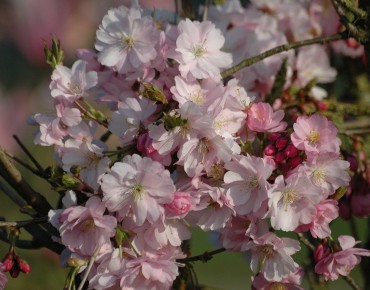 Cherry Blossom Accolade