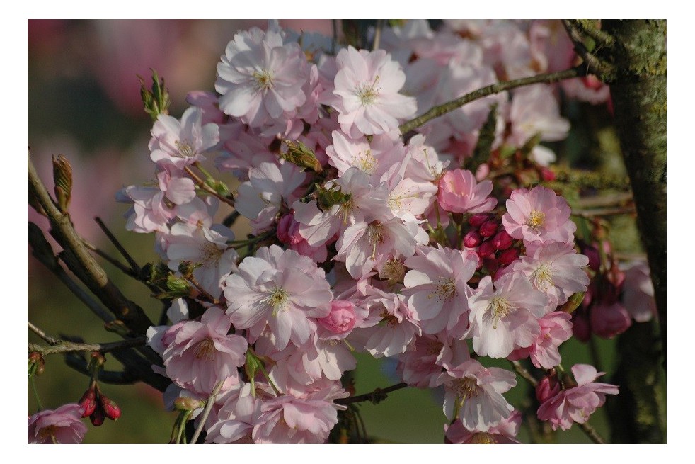 Cherry Blossom Accolade