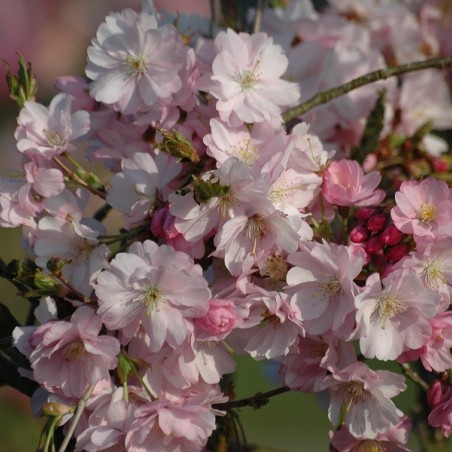 Cerisier à fleurs du Japon Accolade