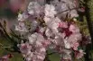 Cerisier à fleurs du Japon Accolade