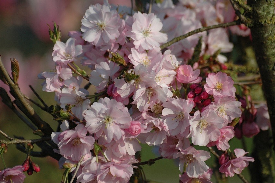Cherry Blossom Accolade