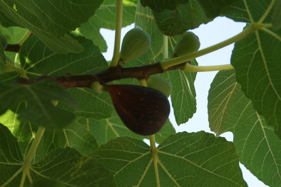 Fig tree Precoce de Dalmatie
