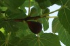 Fig tree Precoce de Dalmatie