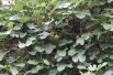 Fig tree Precoce de Dalmatie