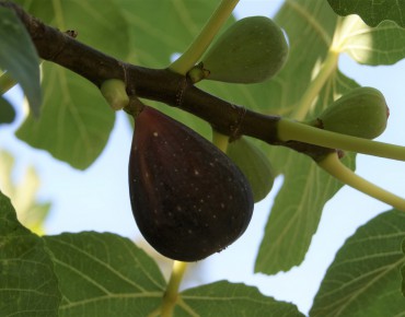 Fig tree Precoce de Dalmatie