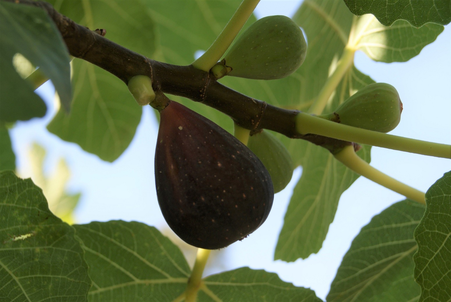 Fig tree Precoce de Dalmatie
