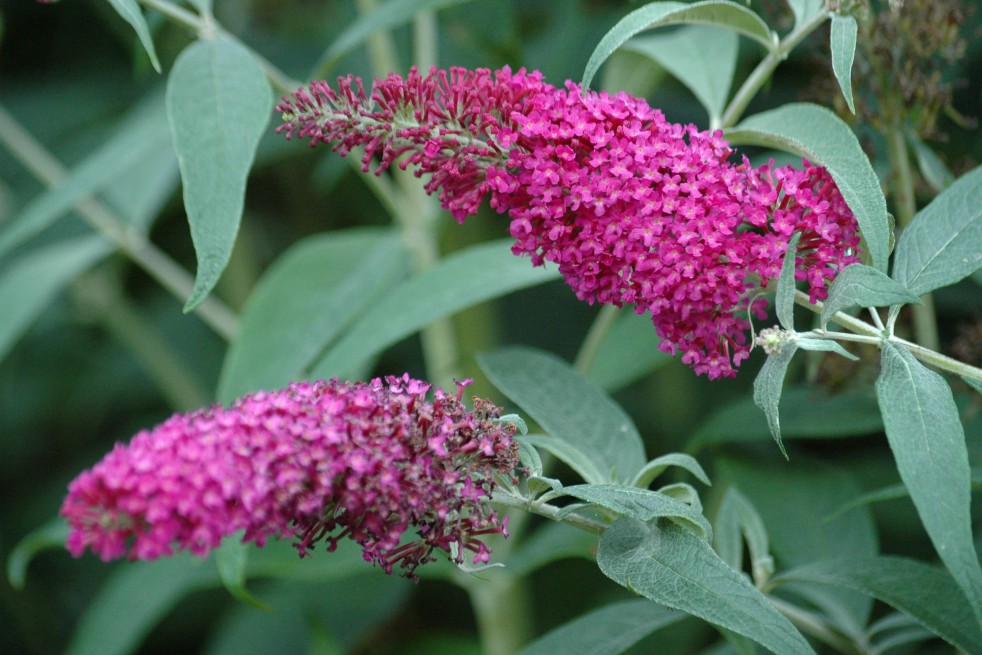 Butterfly Bush, pink fuchsia Butterfly Bush, pink fuchsia
