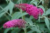 Arbre aux papillons, rose fuchsia