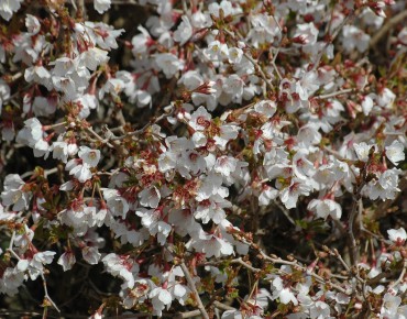 Cerisier à fleurs nain du Japon