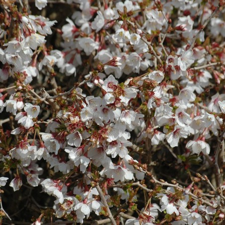 Cerisier à fleurs nain du Japon