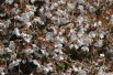 Cerisier à fleurs nain du Japon