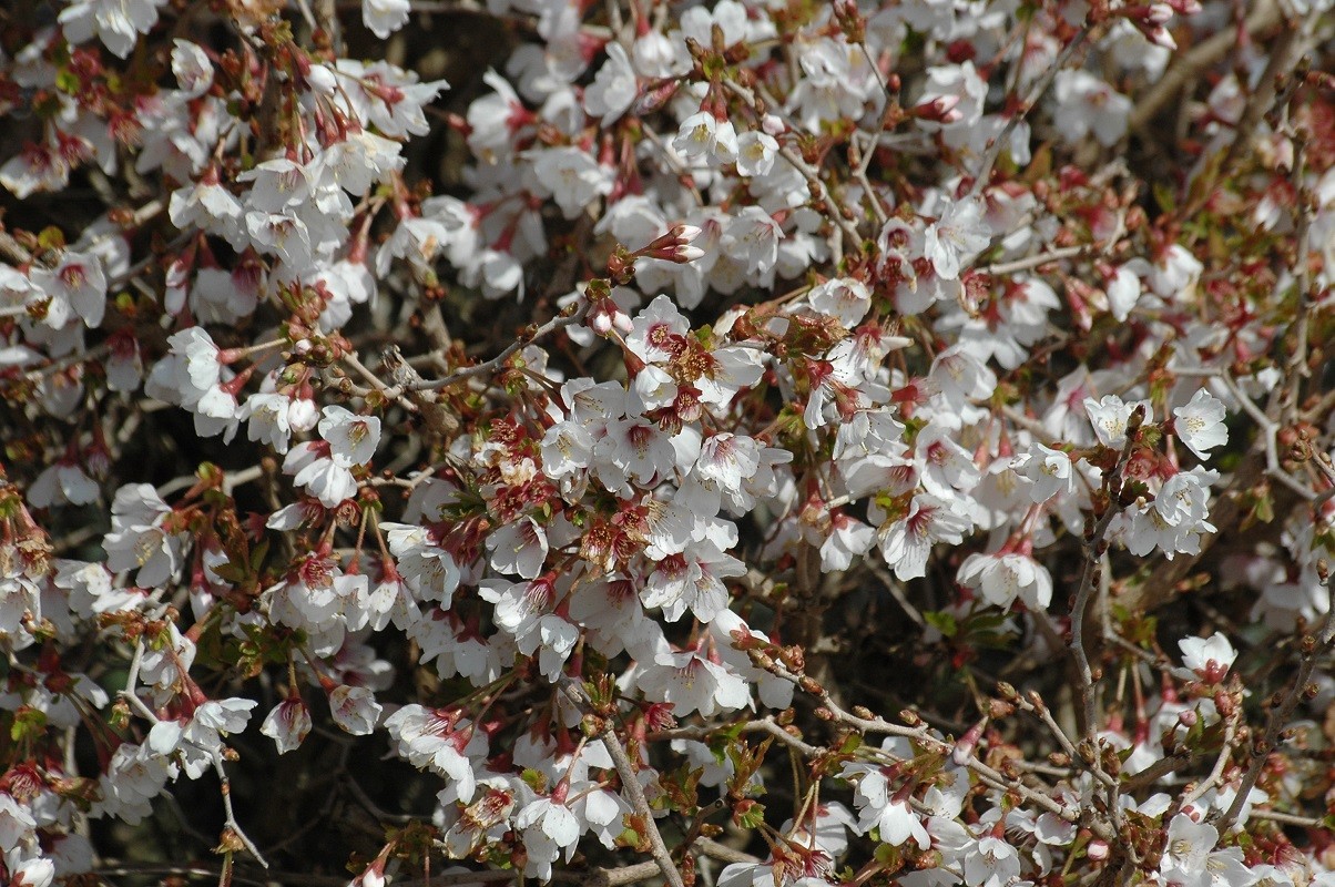 Cerisier à fleurs du Japon nain
