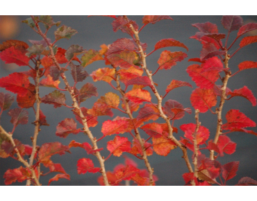 Cerisier à fleurs nain du Japon