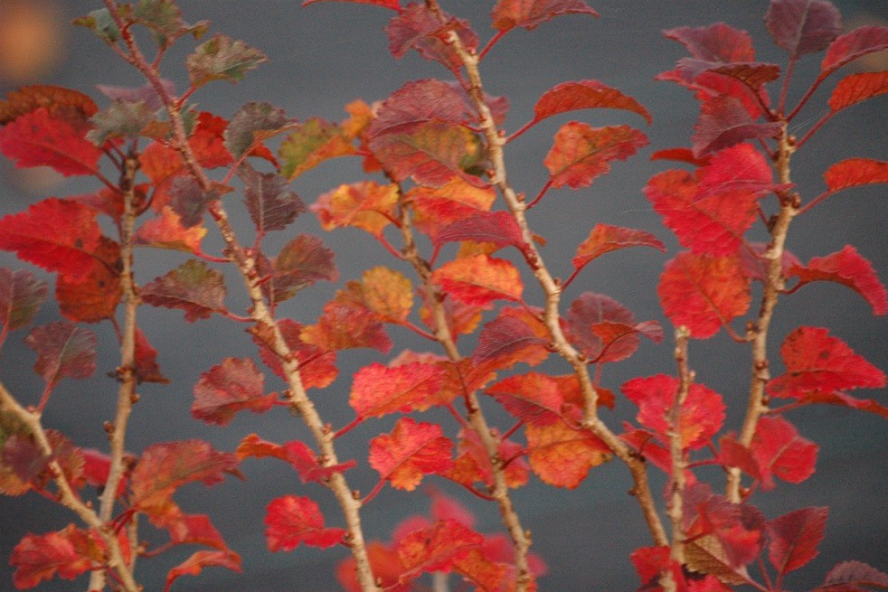 Cerisier à fleurs nain du Japon