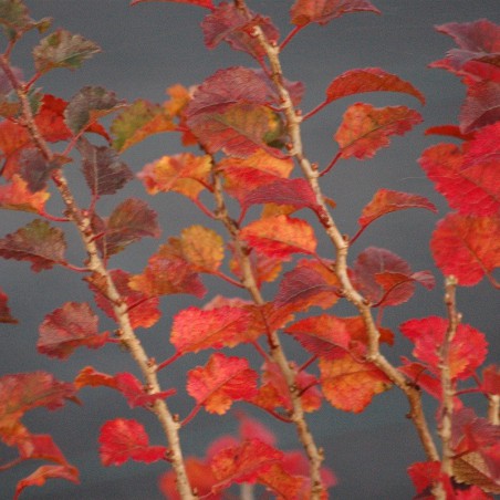 Cerisier à fleurs nain du Japon