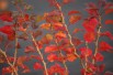 Cerisier à fleurs nain du Japon