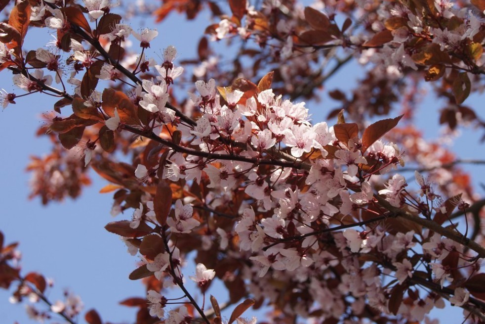 Purple leaf sand cherry