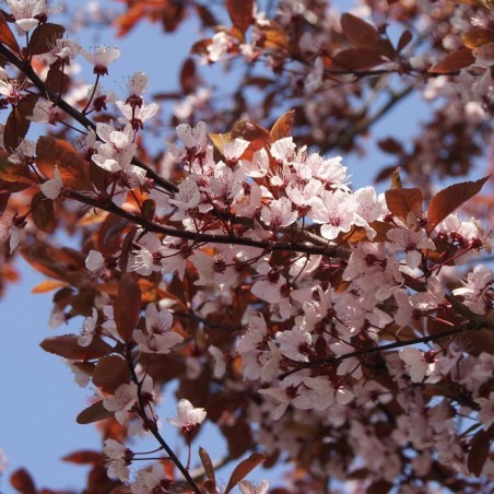 Prunier des sables pourpre