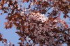 Purple leaf sand cherry