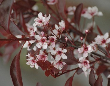 Purple leaf sand cherry