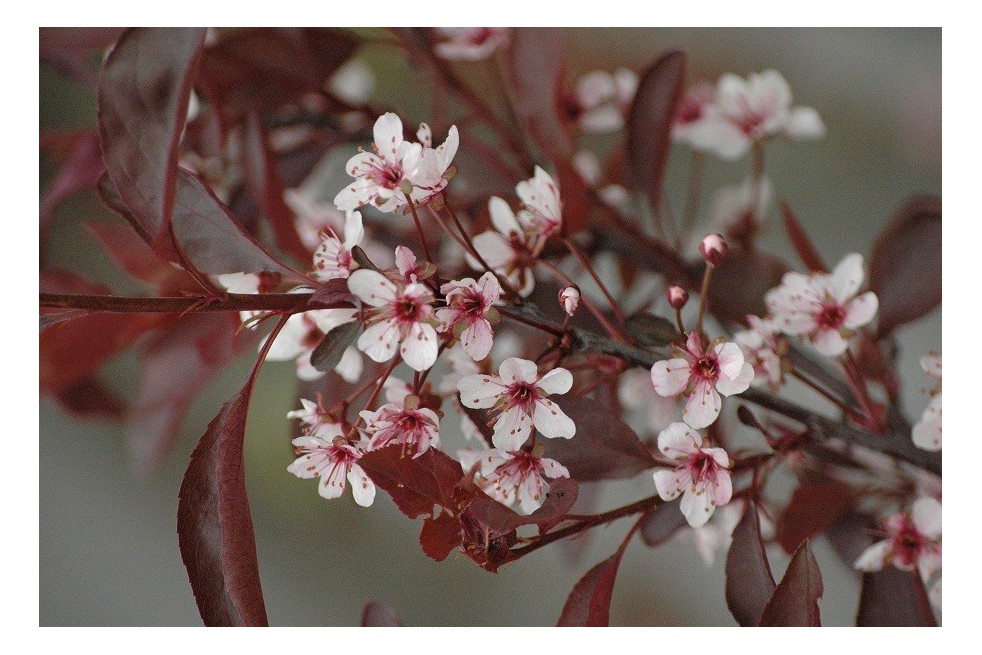 Purple leaf sand cherry