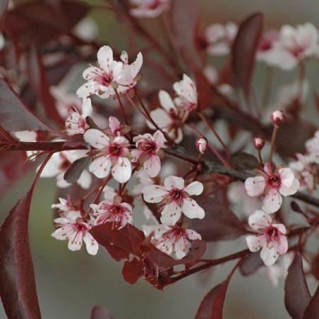 Prunier des sables pourpre