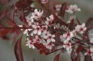 Purple leaf sand cherry