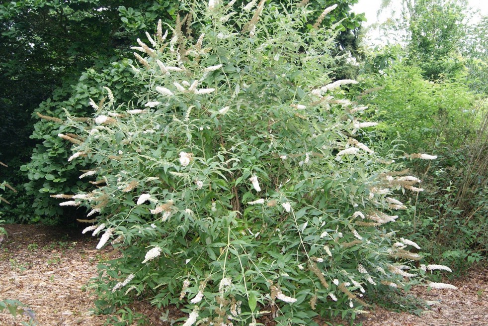 Butterfly-bush, white