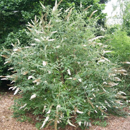 Butterfly-bush, white