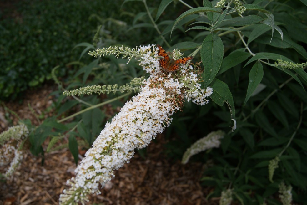 Butterfly-bush, white