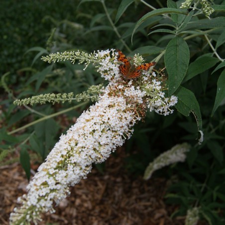Butterfly-bush, white