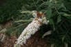 Butterfly-bush, white