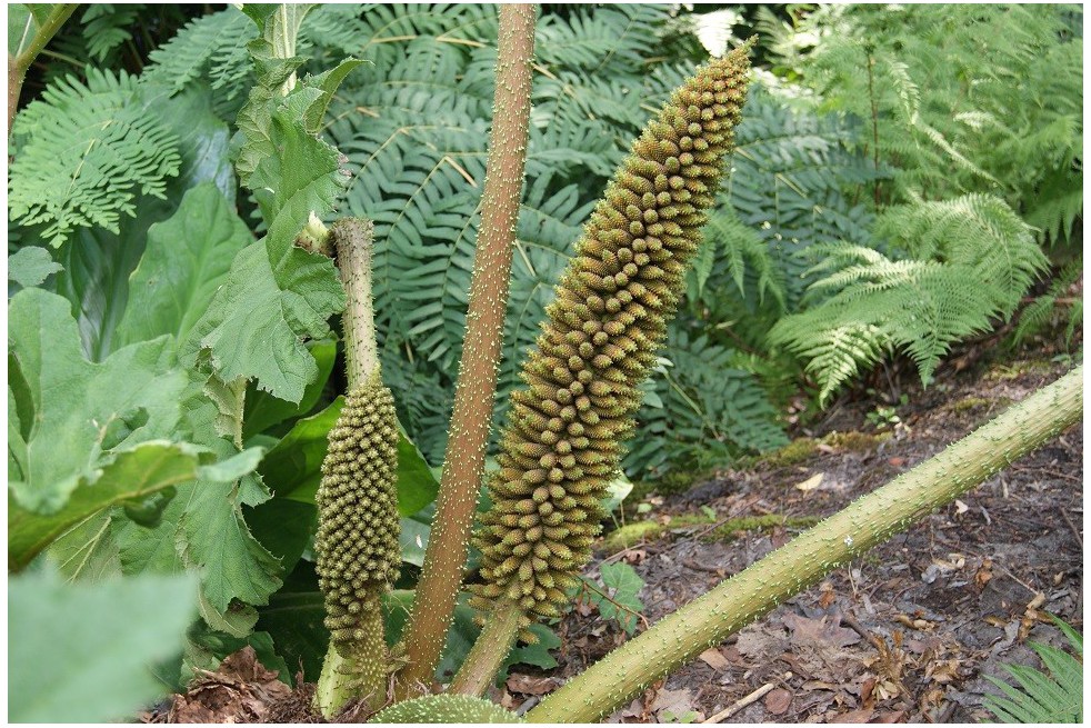 Brazilian giant-rhubarb